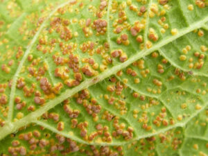 hollyhock rust