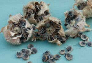 hollyhock seeds