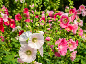 Hollyhocks