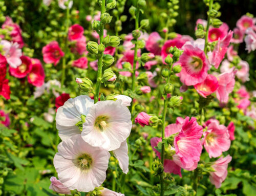 Hollyhock Rust