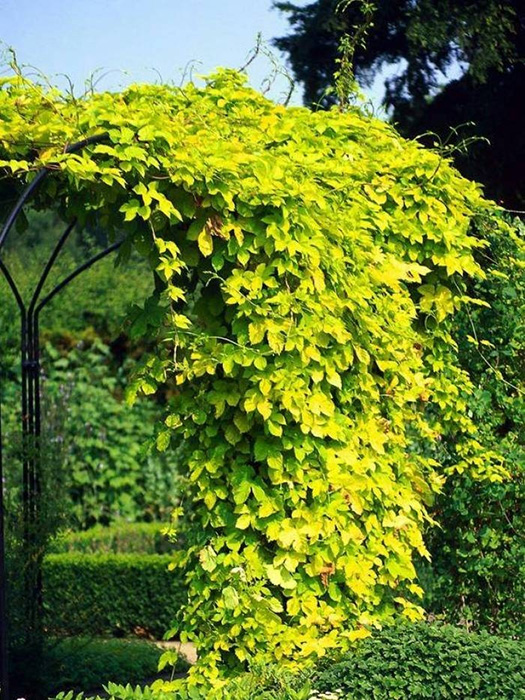 Hops trained on a trellis