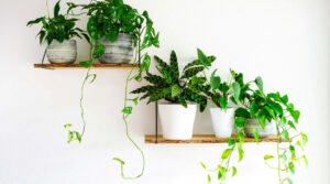 house plants on shelves