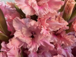 pink gladiolus flowers
