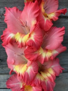 pink and yellow gladiolus flowers