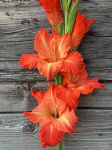 orange and yellow gladiolus flowers