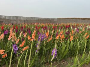 A field of gladiolus flowers