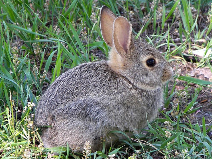 baby white-tailed jackrabbit