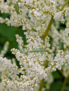 lacewing on white flowers