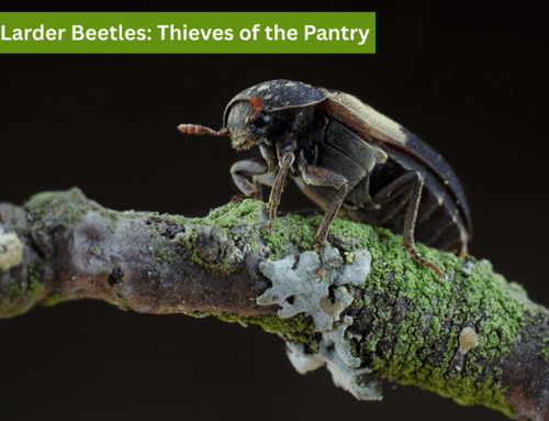 Larder Beetles