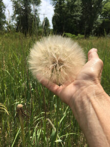 Yellow salsify (Tragopogon dubius) seed head