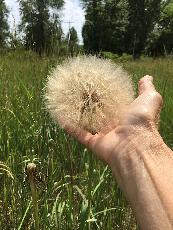 Yellow salsify (Tragopogon dubius) seed head