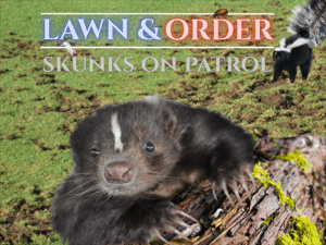 A skunk close on face and claws, with another skunk in the background and the caption "Lawn & Order: Skunks on Patrol"