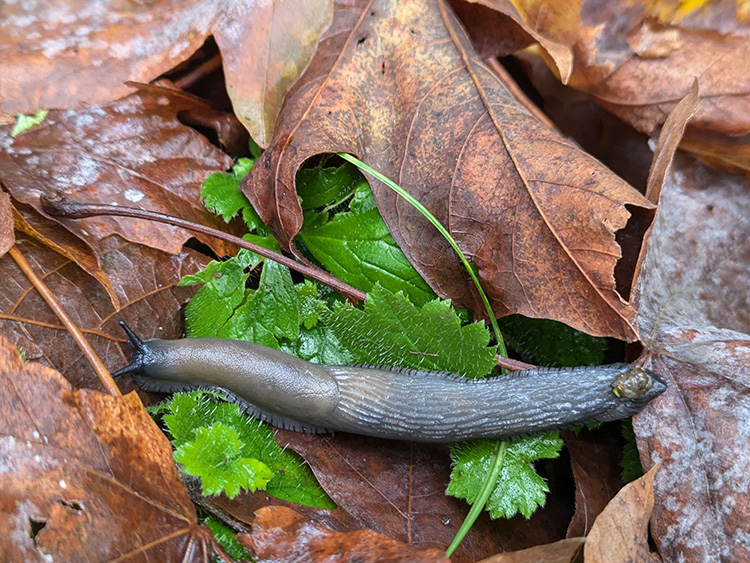 Lehmann's Slug