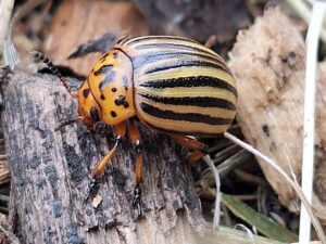 Closeup of Leptinotarsa decemlineata, the Colorado potato beetle