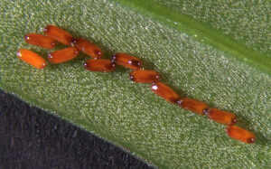A very magnified image of scarlet lily beetle eggs on the back of a leaf