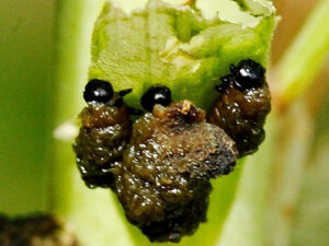 Scarlet lily beetle larvae, covered in their own poo