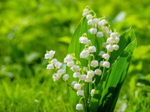 a bunch of lily of the valley