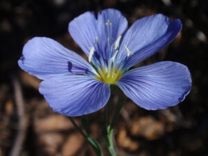 Linum lewisii, blue flax flower