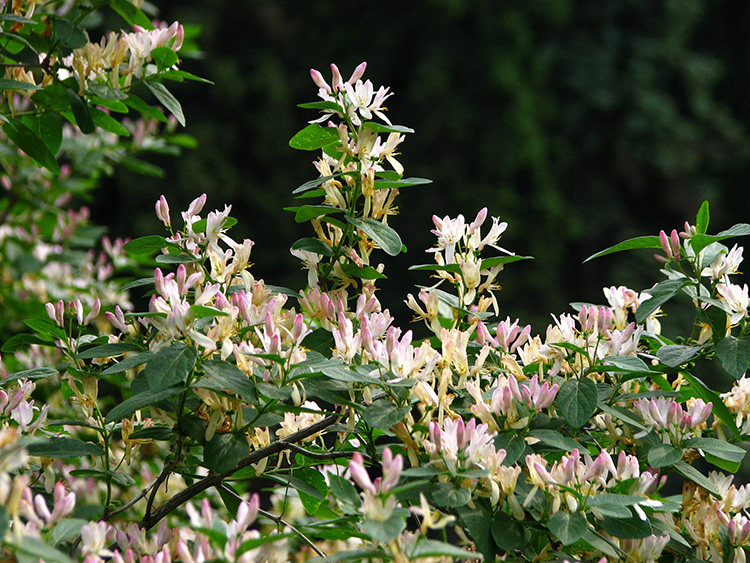 climbing honeysuckle in bloom