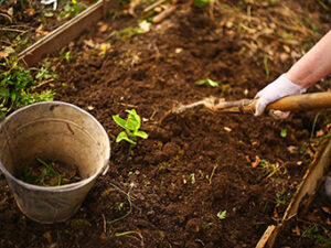 spring seedbed with iron bin and hand with shovel plant sprouts close up photo