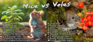 photographs of a mouse and a vole with comparative distinguishing features