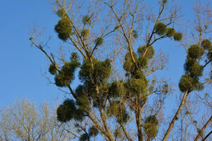 Mistletoe on trees