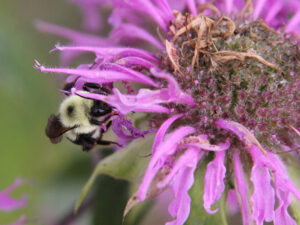 a bee on a wild bergamot (monarda fistulosa) flower