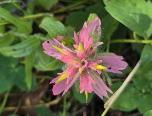 Spooky Botany: Native Parasitic Plants of Alberta