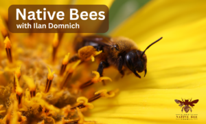 Bee on yellow flower
