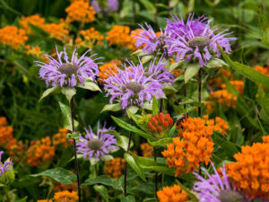 wild bergamot and milkweed