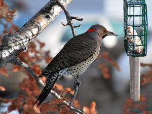 A Northern Flicker