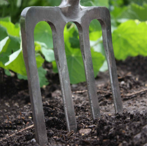 a garden fork used for splitting perennials