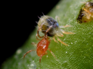 Phytoseiulus persimilis eating Spider Mite