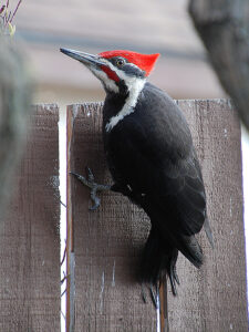 A pileated woodpecker clinging to a fence