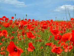 A field of red poppies