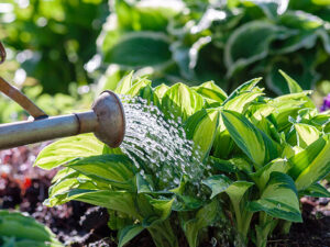 A watering can spout pouring water on a hosta