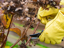 gloved hands holding secateurs to prune hydrangeas