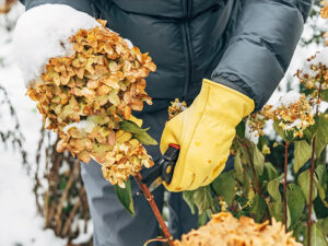 winter pruning of hydrangeas