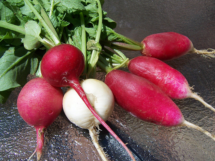 bunch of washed radishes, some red, some white, some round, some cylindrical