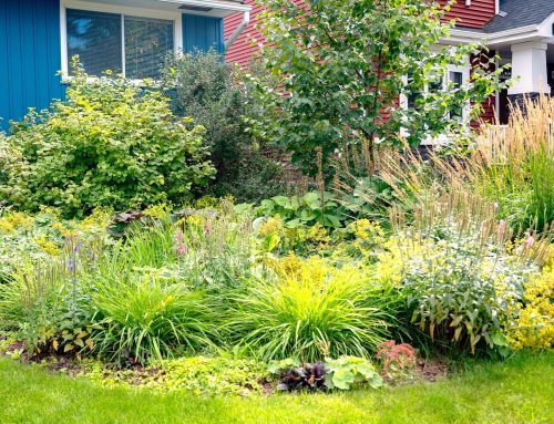 Rain Gardens in Edmonton