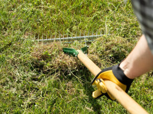 dethatching the lawn with a dethatching rake.