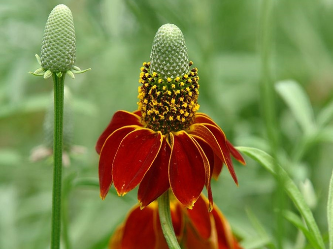 Ratibida columnifera flower