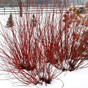 red osier dogwood in winter showing the red branches