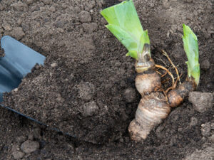 An iris rhizome being replanted after dividing.