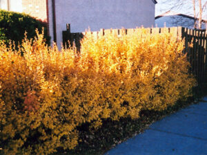 Alpine currant hedge in full yellow fall colour.