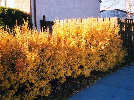 Alpine currant hedge in full yellow fall colour.