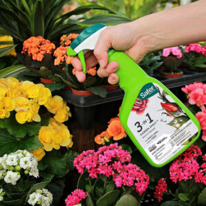 Spraying plants with a spray bottle of Safers 3-in-1.