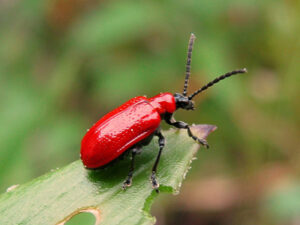 scarlet lily beetle on the end of a leaf