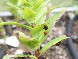 a scarlet lily beetle larva and adult on a lily they've been ravaging