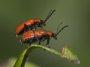 a pair of scarlet lily beetles, mating